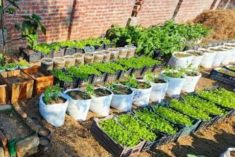 Growing vegetables in plastic storage containers