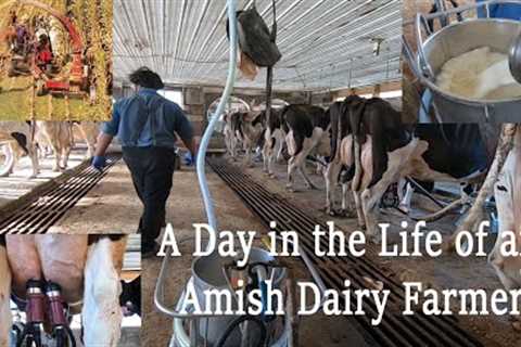 A Day in the LIFE of An AMISH DAIRYMAN During Fall Harvest in Lancaster County, PA''s Amish Country