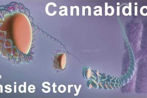 The Inside Story of Cannabidiol - What are the Benefits of CBD?