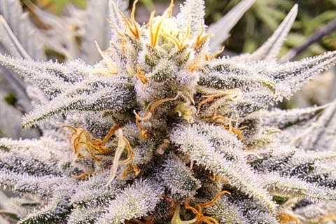 Happy Friday  @Fast_Buds Cherry Cola auto  #cannabis https://t.co/XNMXSGbJPr