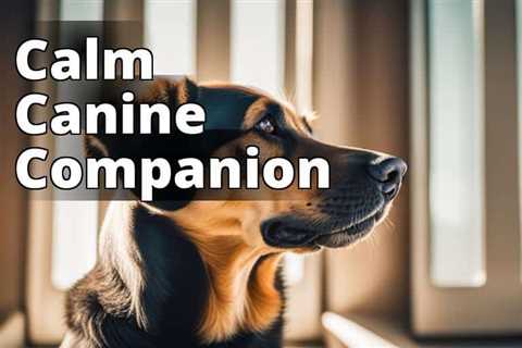 The Ultimate Guide to Finding the Best CBD for Anxious Dogs