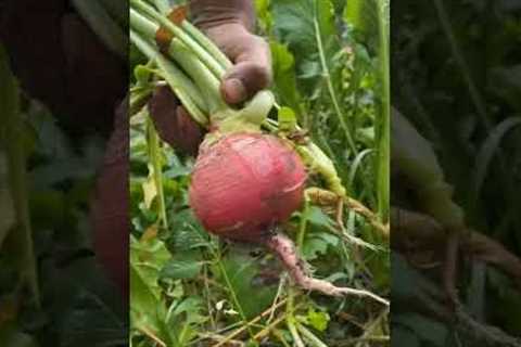 02radish harvest #shorts #viral  #farming #vegetables #radish #organic farming #fruits #satisfying