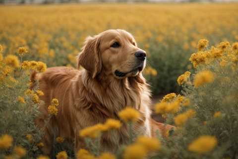 Unlocking Calmness: Discovering the Best CBD for Dog Aggression