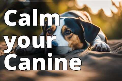 Hemp Oil: Calming Effects on Anxious Dogs