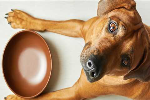 Understanding Food Allergies in Pets