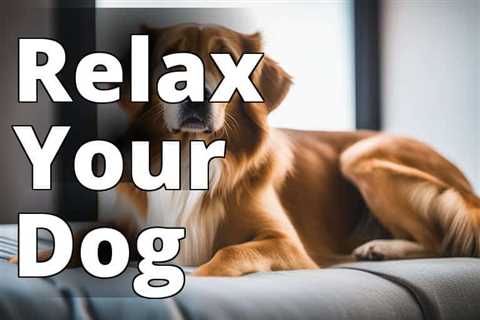 Calming Anxiety in Dogs: The Ultimate Guide