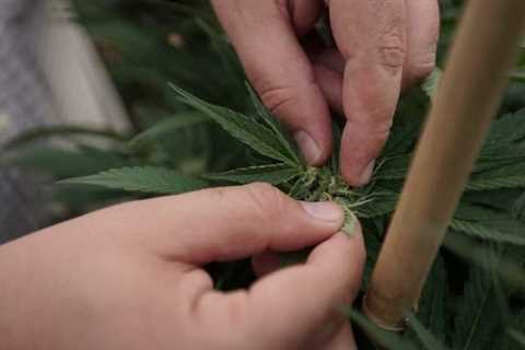 Minnesota Republicans Warn Of ‘Blackouts And Brownouts’ From Marijuana Cultivation’s Energy Use