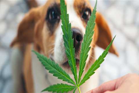 Will thc or cbd hurt a dog?