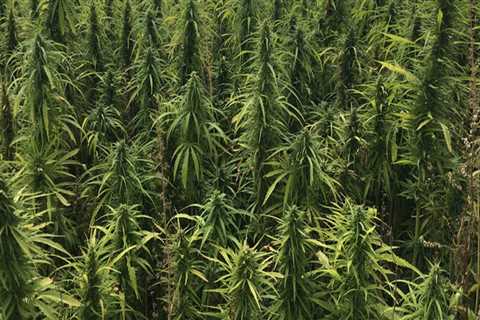 What are the healing properties of hemp?