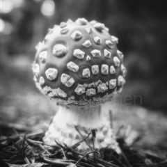 Dematerialize I ( Fly Agaric)