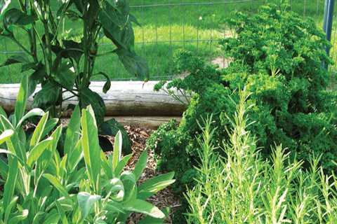 Growing Herbs in Travis County, Texas: A Guide for Gardeners