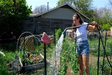 Growing Herbs in Travis County, Texas: A Local Expert's Guide