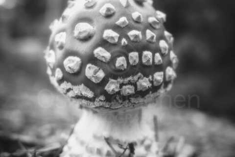 Dematerialize I ( Fly Agaric)