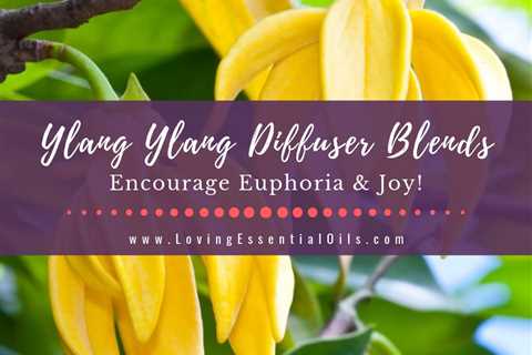 Ylang Ylang Diffuser Blends - 10 Joyful Essential Oil Recipes