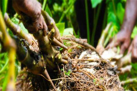 The Distinctive Qualities of Hawaiian Kava Root