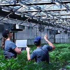 How AI is making cannabis cultivation smarter