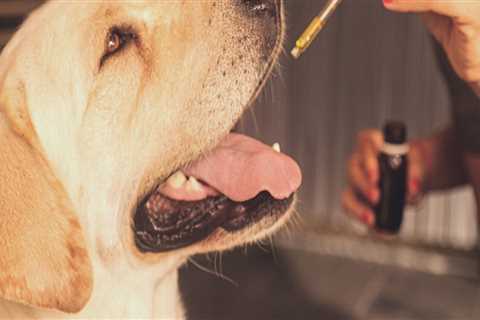 What cbd oil is best for dogs?