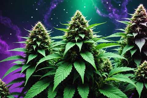 Why Are These Indica Strains Top-Rated in 2023?
