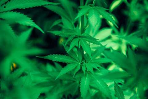 Cannabis : vers la legalisation ? https://t.co/v4mi68G01q…
