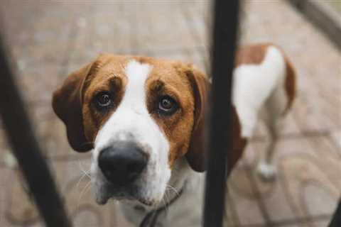 What Do Animal Studies Say About CBD and Stress?