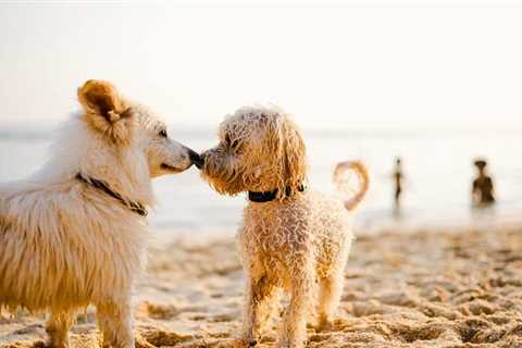14 Key Dosage Tips for Calming Dogs With CBD