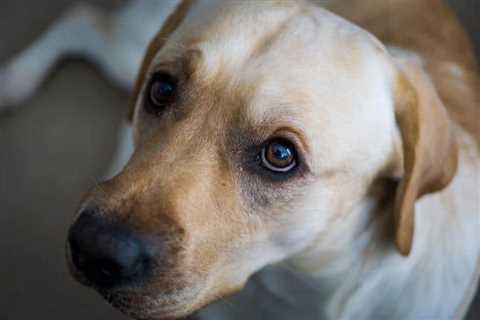 Why Adjust Your Dog's Cannabidiol Dose by Breed?