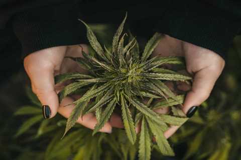 Can You Be Allergic to Medical Marijuana?