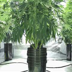 Can hemp be grown in pots?