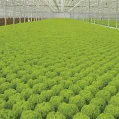 What is the best hydroponic crop?