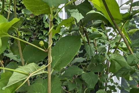 How much of a problem is this climbing weed with the attractive big white…