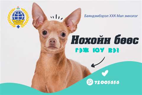 Нохойн бөөс - MMARKET.MN