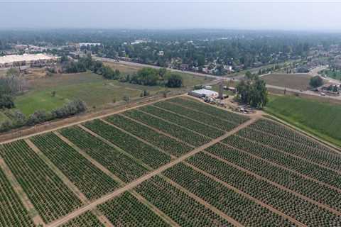 Does hemp grow in wet soil?