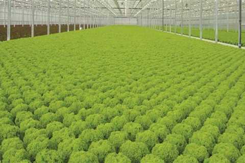 What is the best hydroponic crop?