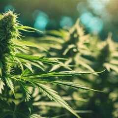High THC Marijuana Seeds for Sale Online