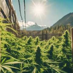 Legal Options for Outdoor Cannabis Cultivation