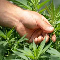 The Ultimate Guide to Obtaining a License for Marijuana Manufacturing in Hattiesburg, MS