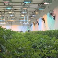 The Process of Obtaining a License for Personal Marijuana Cultivation in Hattiesburg, MS