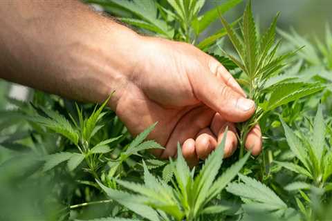 The Ultimate Guide to Obtaining a License for Marijuana Manufacturing in Hattiesburg, MS