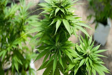 The Growing Marijuana Industry in Hattiesburg, MS