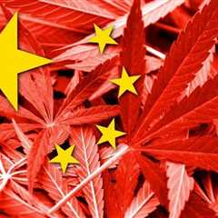 Inside a Chinese Run Illegal Cannabis Farm - The Human Cost of Marijuana Prohibition