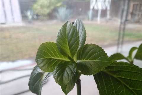 So far so good 🤞. The cutting I rooted from my gmas hydrangea is growing quite…