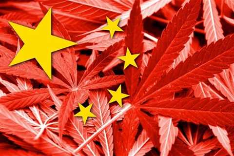 Inside a Chinese Run Illegal Cannabis Farm - The Human Cost of Marijuana Prohibition