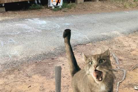 Gmeow Cats fam  At home, everyone loves $CBD, especially my cat.  Once you try…