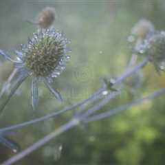 The Pause Between X - A Contemplative Garden Scene