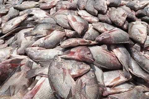 Tinadzo..ma kariba bream mahombe.. no small sizes . $10 a pack of 2 breams,…