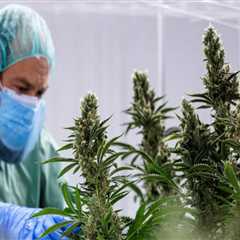 The Future of Medical Marijuana: How Cultural and Societal Attitudes Affect Its Use for Medicinal..