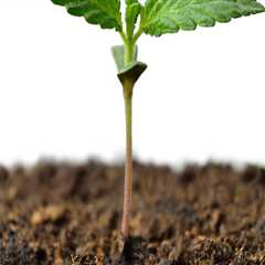 All About Cannabis Seeds: How Long Does it Take for Cannabis Seeds to Germinate?