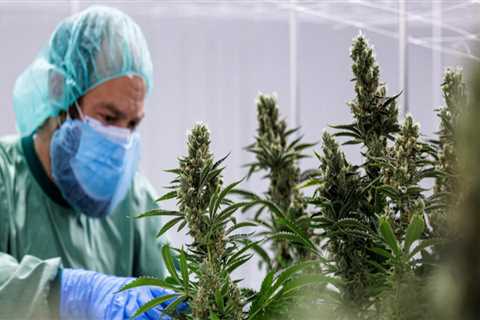 The Future of Medical Marijuana: How Cultural and Societal Attitudes Affect Its Use for Medicinal..