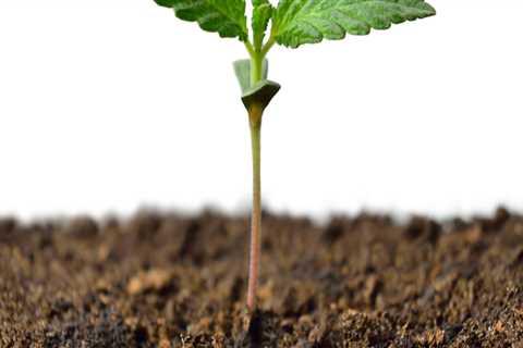 All About Cannabis Seeds: The Ideal Temperature for Germination