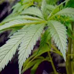 Trading Hybrid Cannabis For Hope At An Addiction Treatment Center In Portland, Maine